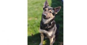 Dillon German Shepherd Dog Dog
