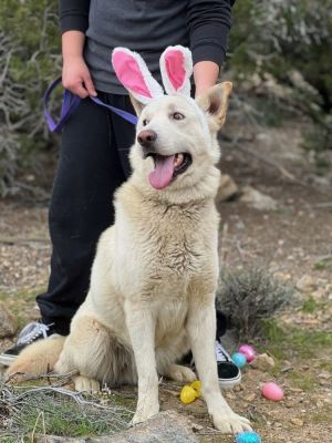 Magic Husky Dog