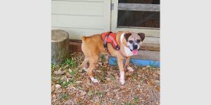 Kayla - Silver Heart, Senior Female unknown