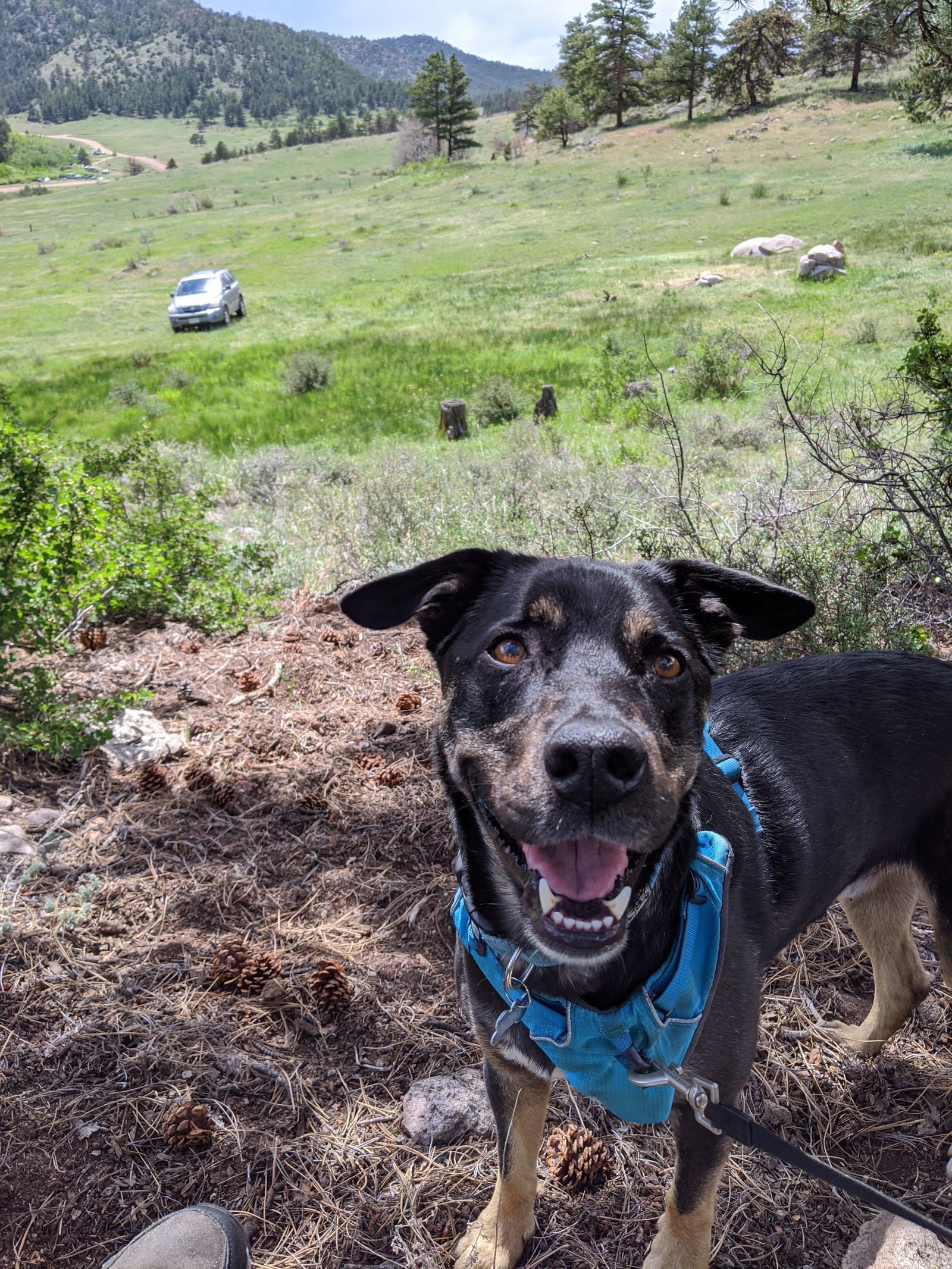 Reggie, an adoptable Border Collie in Fort Collins, CO, 80524 | Photo Image 1