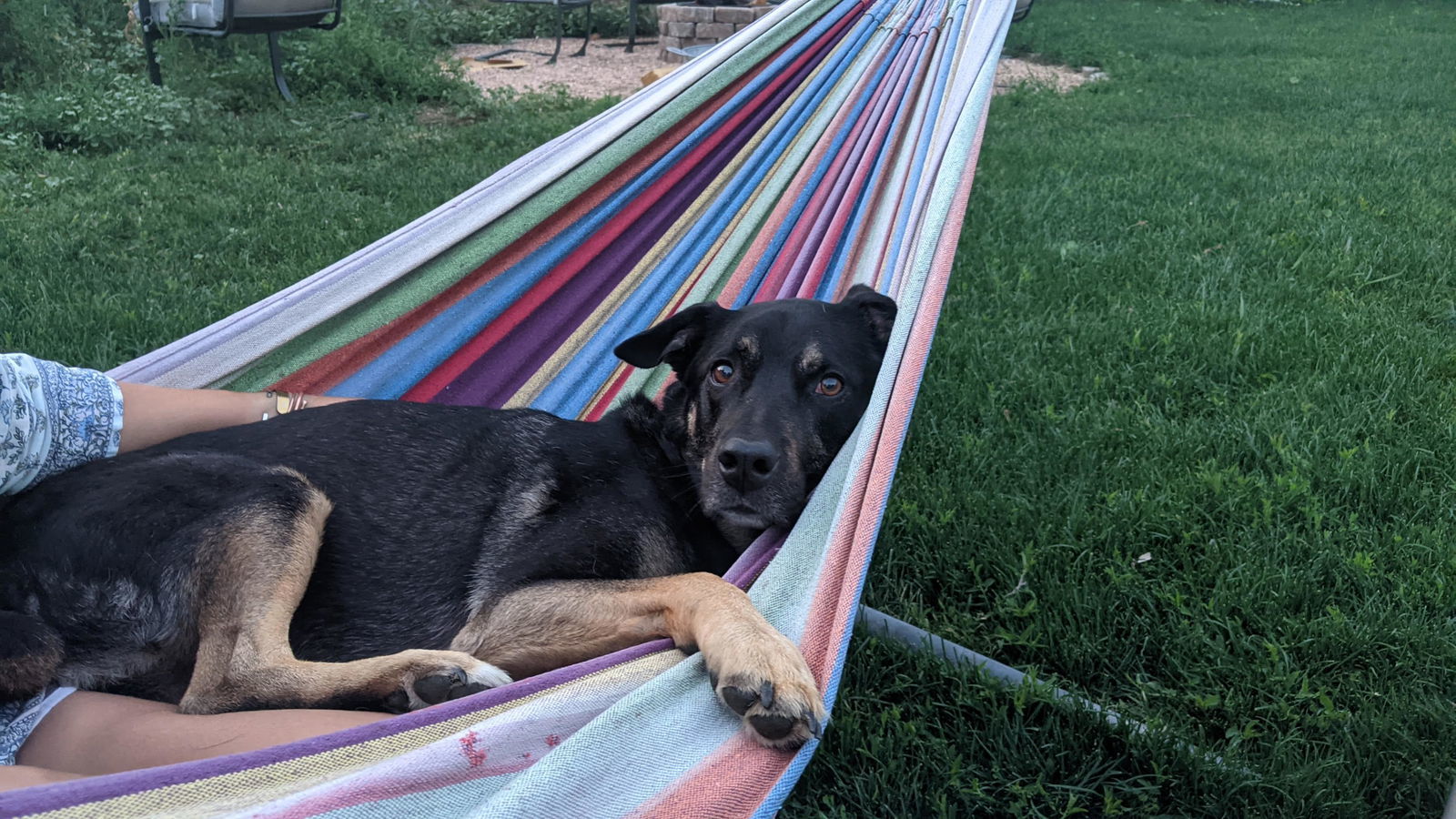 Reggie, an adoptable Border Collie in Fort Collins, CO, 80524 | Photo Image 2