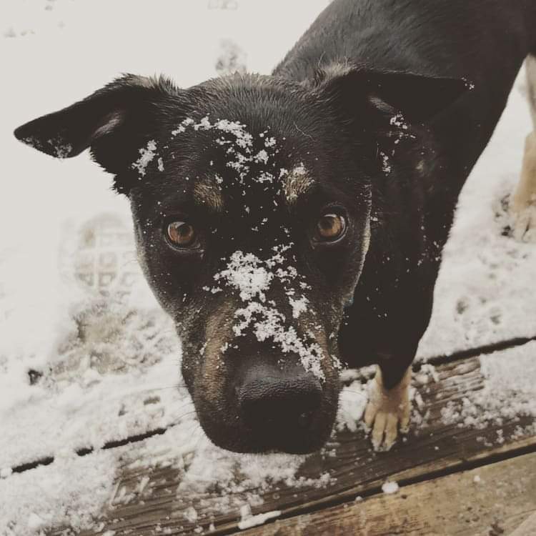 Reggie, an adoptable Border Collie in Fort Collins, CO, 80524 | Photo Image 3