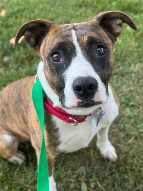 DAISY MAE