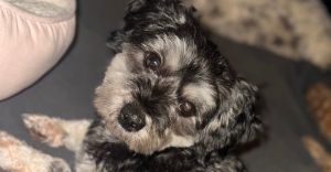 Gina