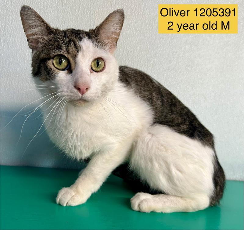 Oliver