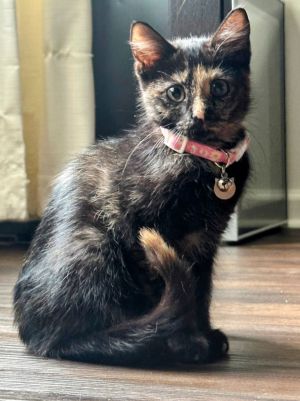 Claire Domestic Short Hair Cat