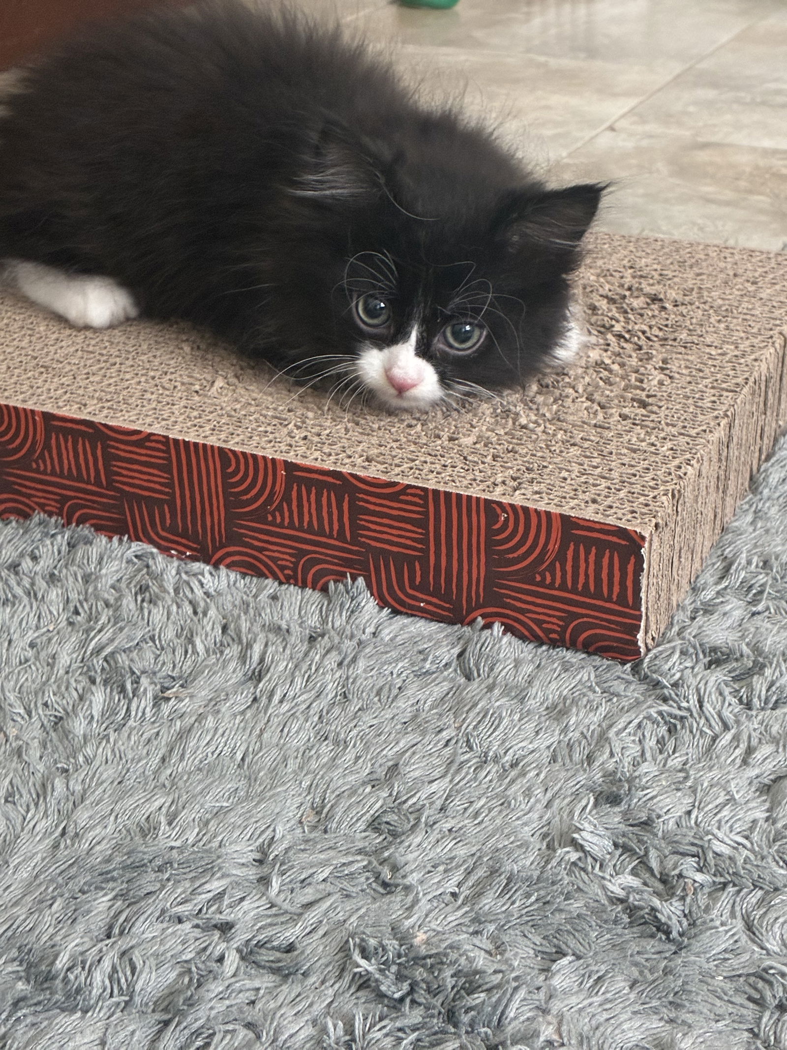 Miguel