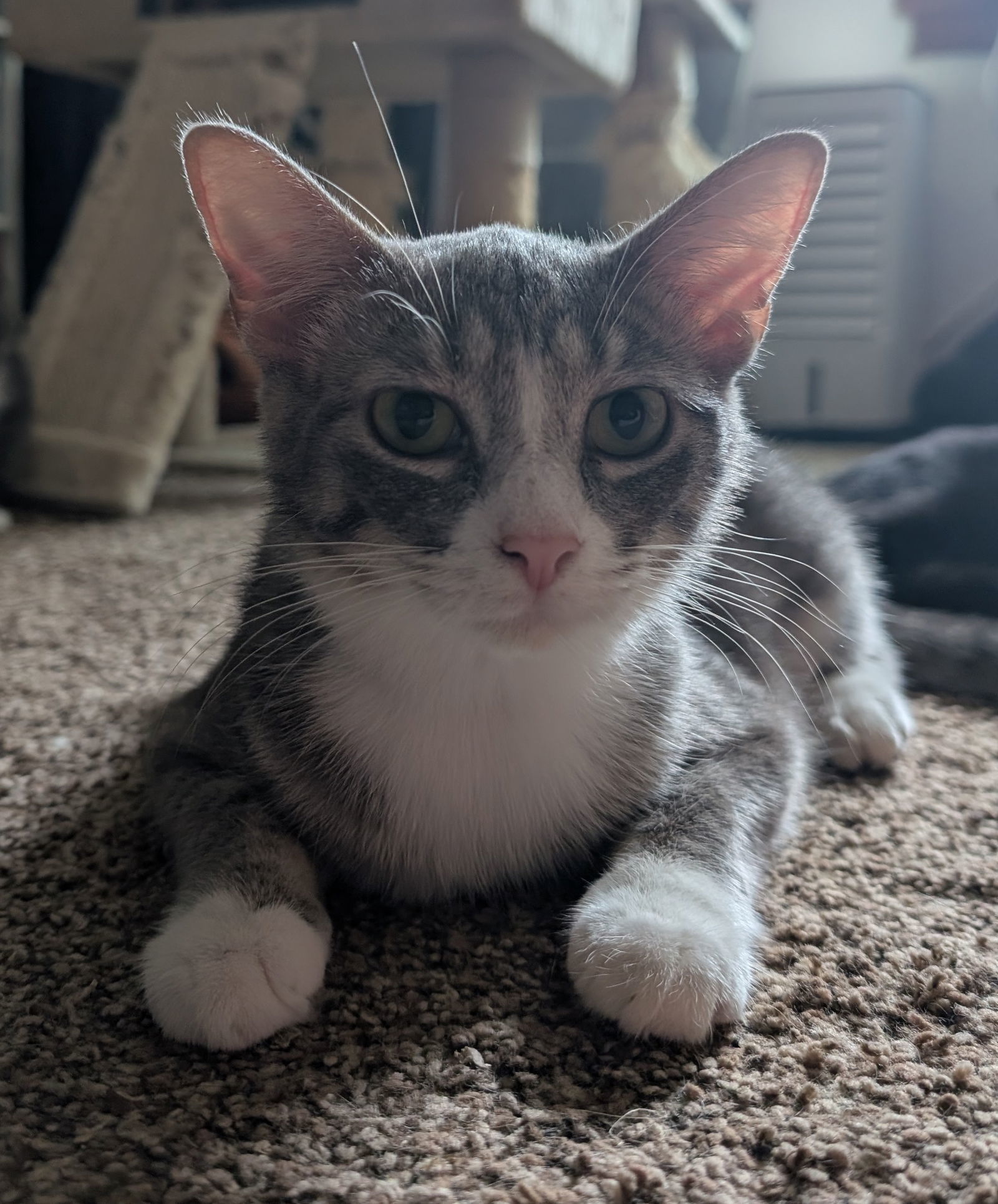 Nugget (TSNP)
