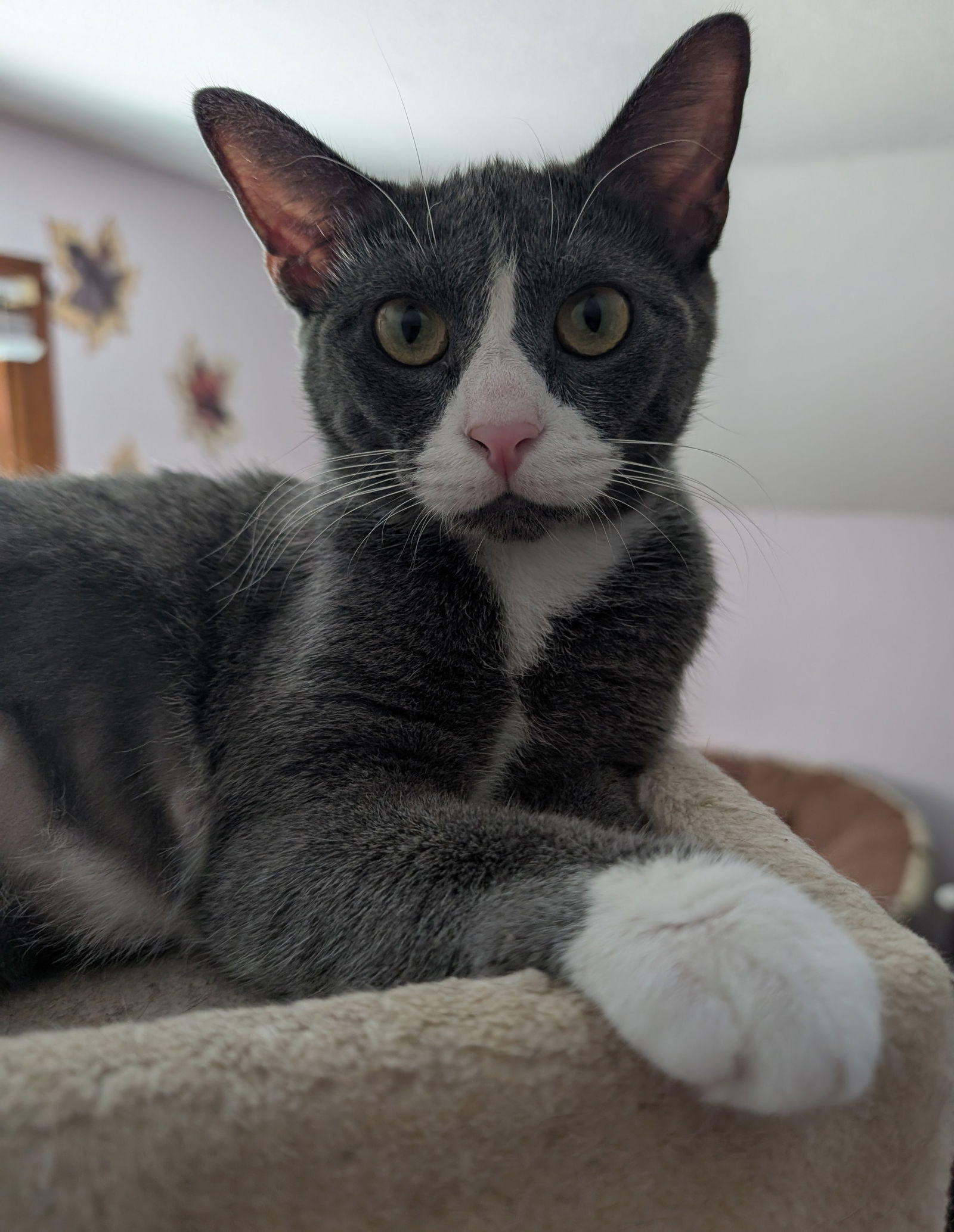 Nugget (TSNP)