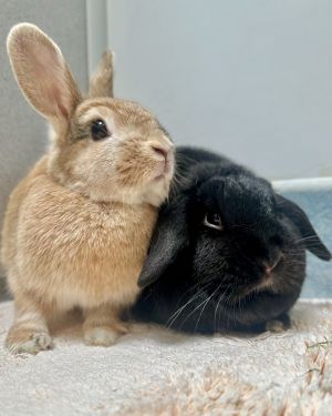 Bella &amp; Lily, Adult Female unknown