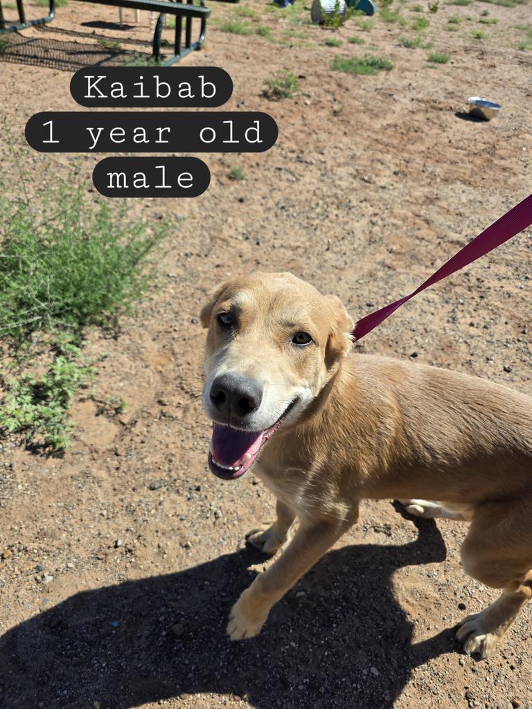 Kaibab, an adoptable German Shepherd Dog, Husky in Holbrook, AZ, 86025 | Photo Image 1
