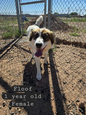 Floof