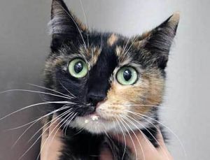 785414, Adult Female unknown