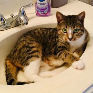 Lily bones Domestic Short Hair Cat