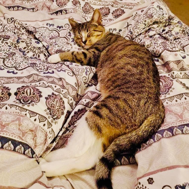 Lily bones