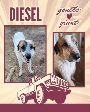 Diesel