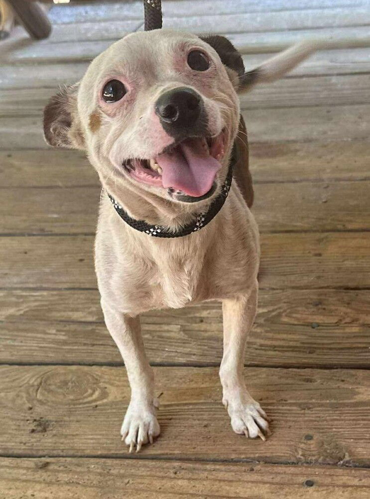 Charlie (AL)