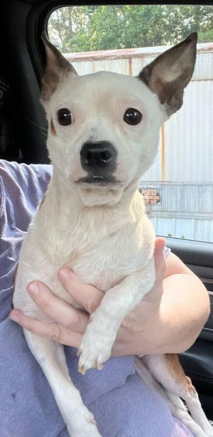 Charlie (AL) Chihuahua Dog