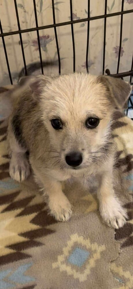 Lulu (AL)