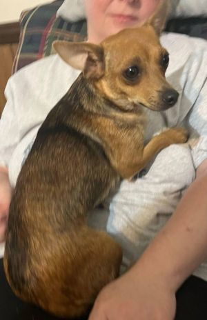 Lizzy (AL) Chihuahua Dog