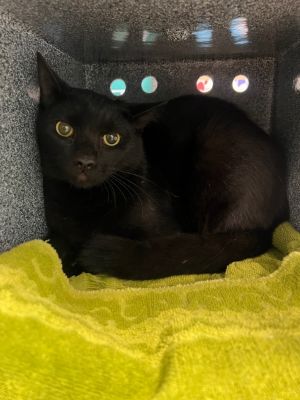 Sushi, Adult Male unknown