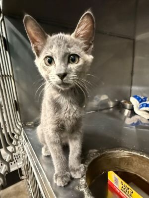 Meowly Cyrus, Baby Female unknown
