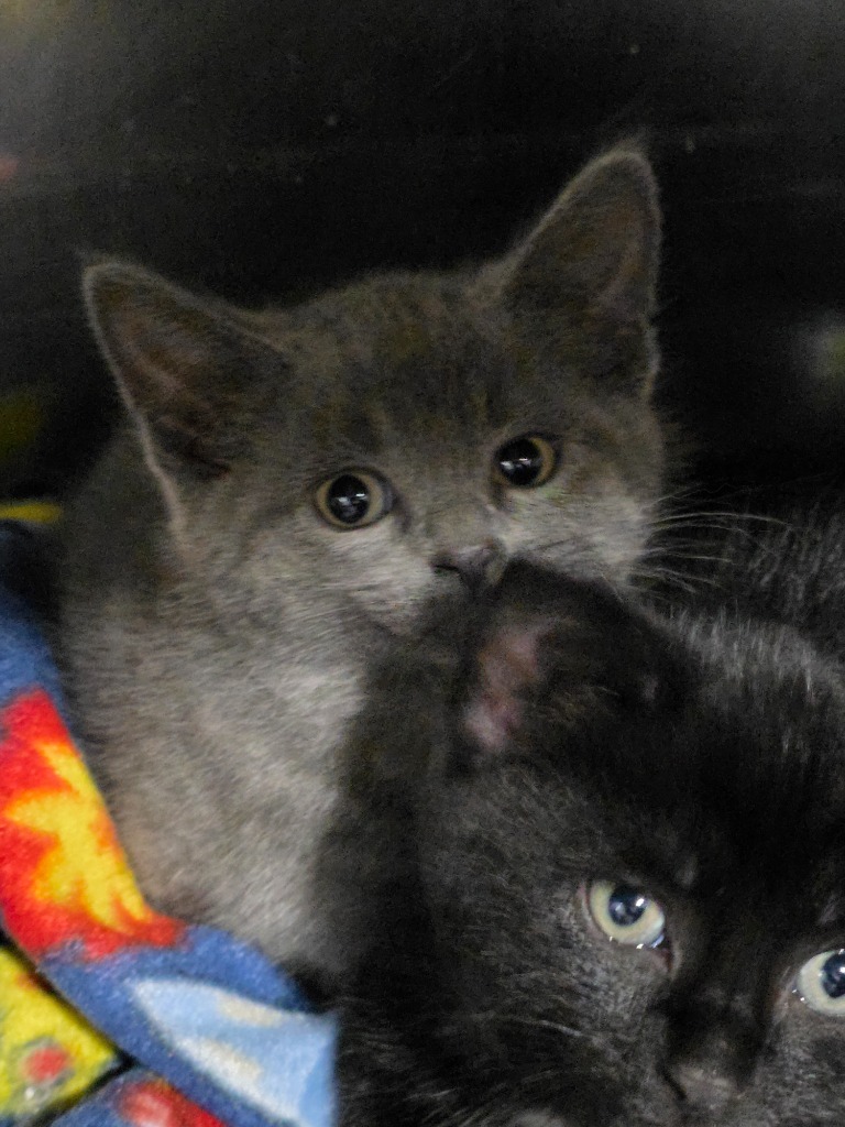 Hope, an adoptable Domestic Short Hair in Minot, ND, 58701 | Photo Image 1