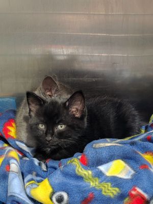 Midnight, Baby Male unknown
