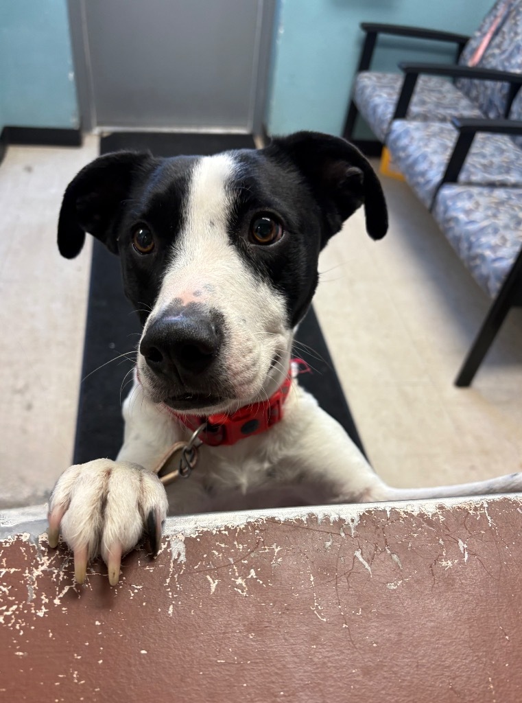 Kit, an adoptable Pit Bull Terrier, Mixed Breed in Rock Springs, WY, 82901 | Photo Image 1