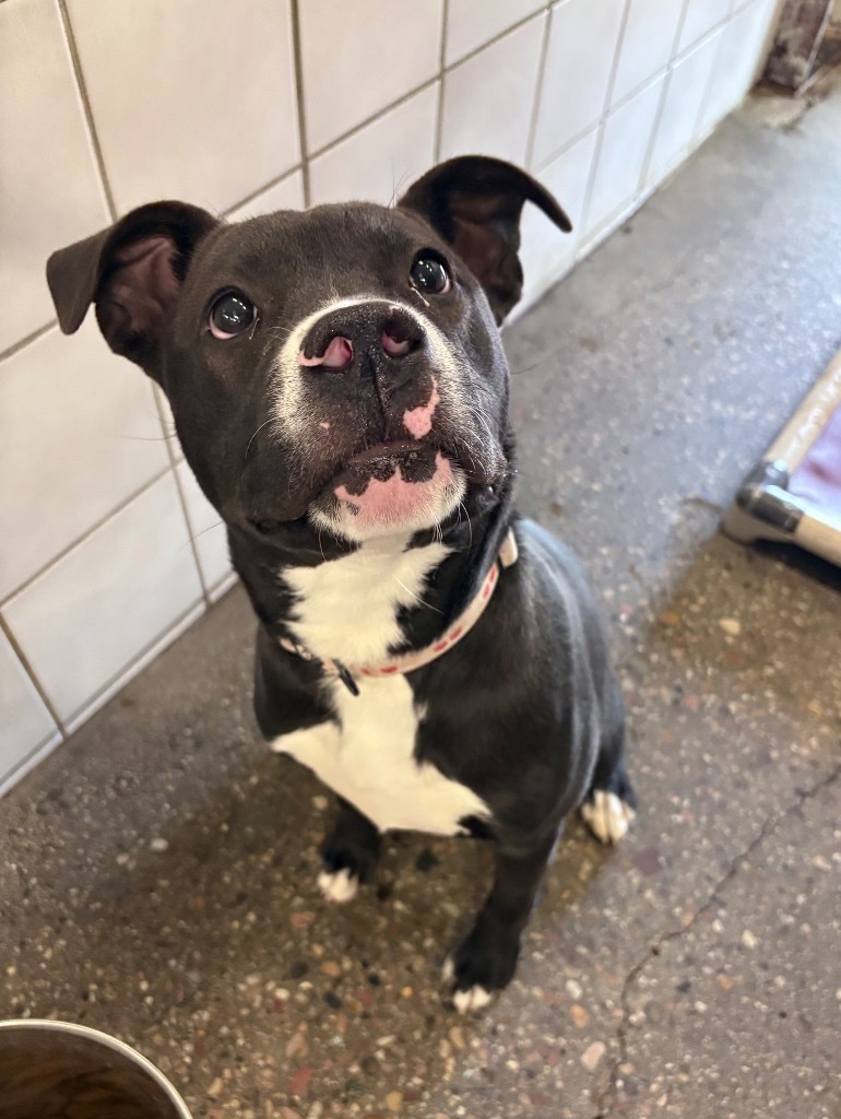 Hazel, an adoptable Pit Bull Terrier in Rock Springs, WY, 82901 | Photo Image 1
