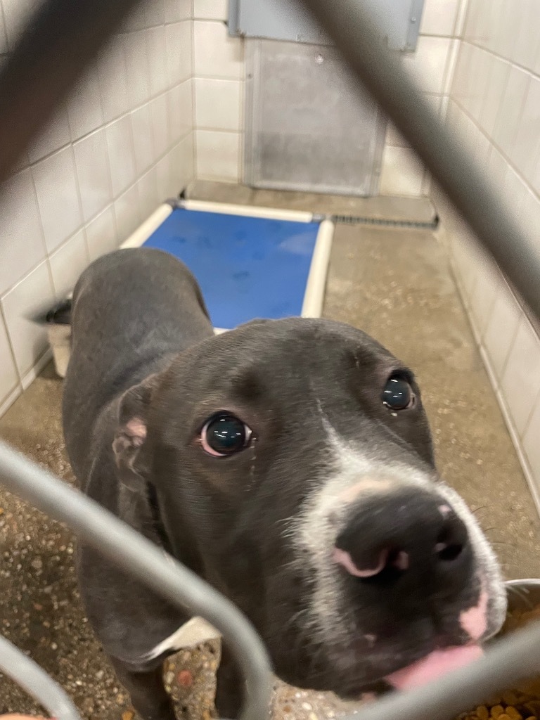 Hazel, an adoptable Pit Bull Terrier in Rock Springs, WY, 82901 | Photo Image 2