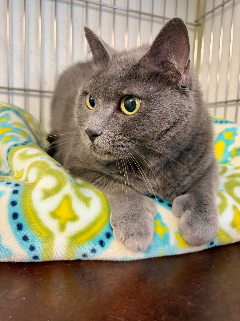 Mittens, an adoptable Domestic Short Hair in Rock Springs, WY, 82901 | Photo Image 1