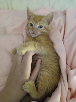 Cannoli, Baby Male unknown