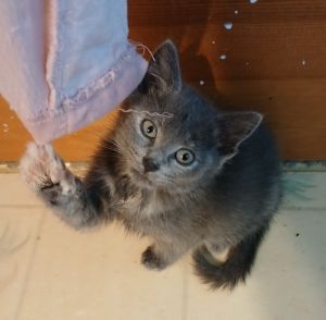 Cruffin, Baby Female unknown
