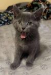 Mochi photo 3