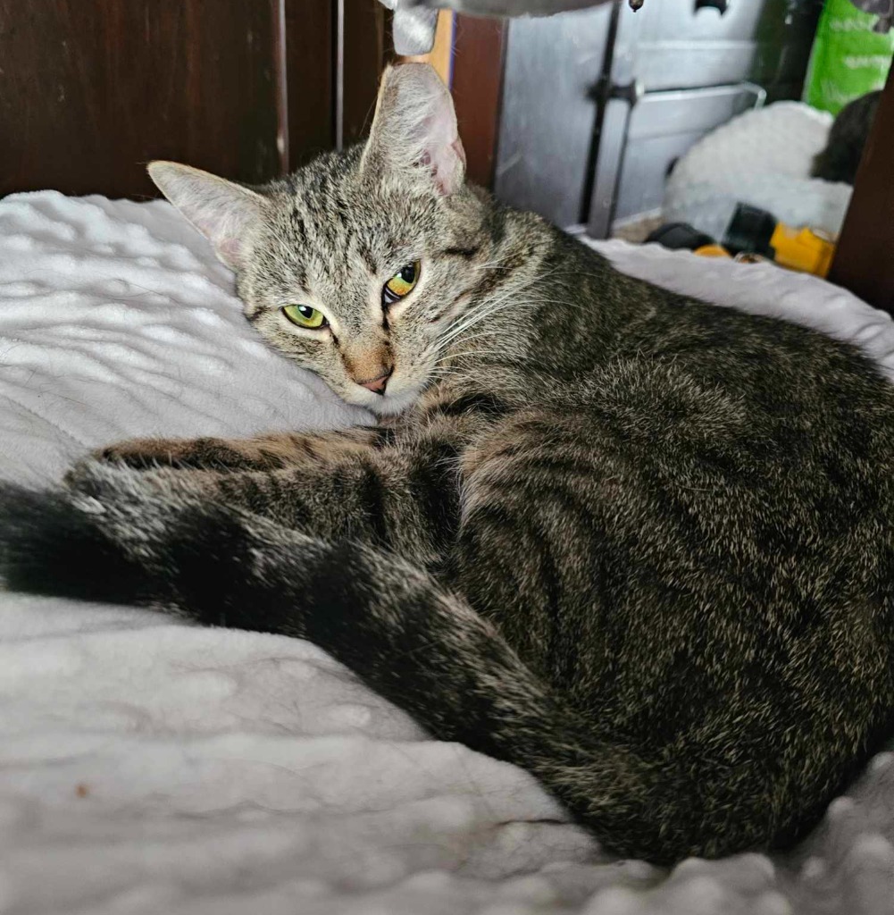 Mela