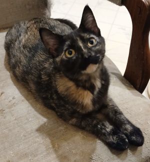 Brioche, Baby Female unknown