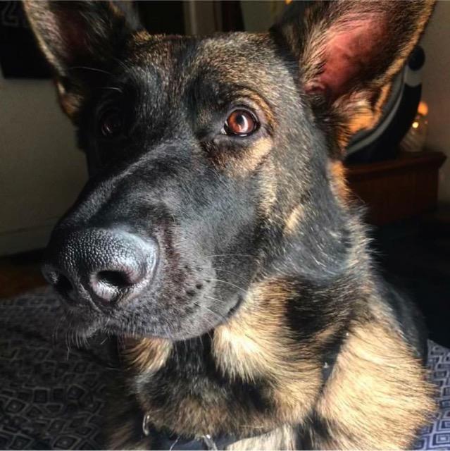Zeke