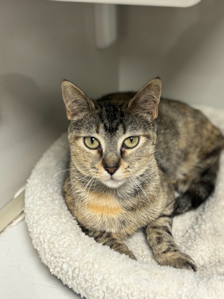 Blondie, an adoptable Domestic Short Hair in Corpus Christi, TX, 78414 | Photo Image 1