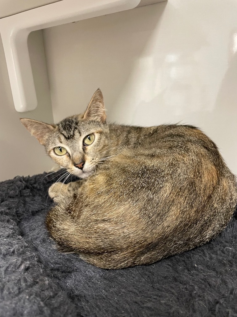 Blondie, an adoptable Domestic Short Hair in Corpus Christi, TX, 78414 | Photo Image 2