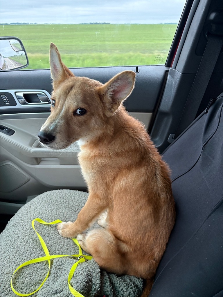 Yogi, an adoptable Cattle Dog in Elbow Lake, MN, 56531 | Photo Image 1