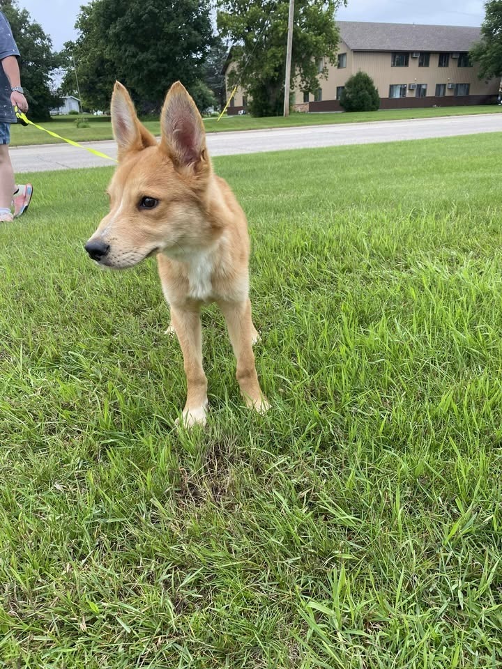 Yogi, an adoptable Cattle Dog in Elbow Lake, MN, 56531 | Photo Image 3