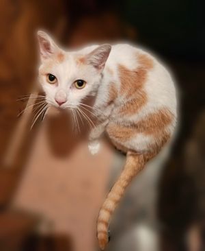 Melanie, Adult Female unknown