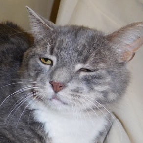 Spencer Domestic Short Hair Cat