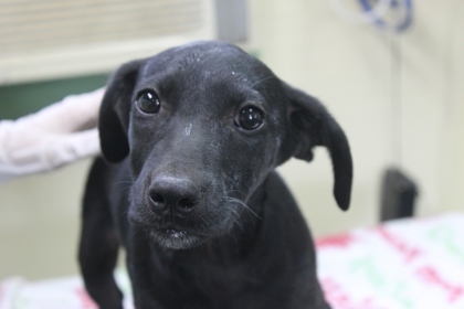 Dobby