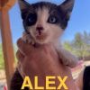 Alex photo 2