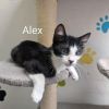 Alex photo 3