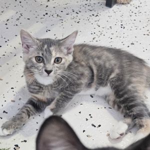 Lavender, Baby Female unknown