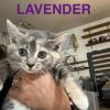 Lavender photo 2