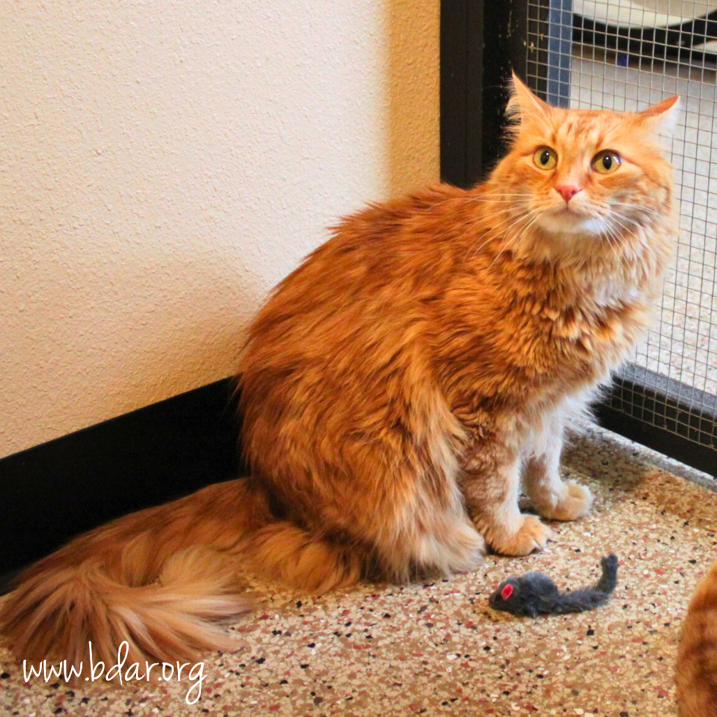 Prince, an adoptable Domestic Long Hair in Cheyenne, WY, 82009 | Photo Image 1